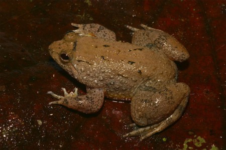Yellow-bellied Seep Frog Occidozyga laevis Danum Valley, Sabah
